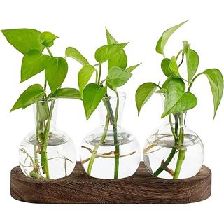 Plant Cutting Glass Vases with green cuttings