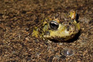 A western toad (Anaxyrus boreas halophilus) sticking it's head out of pond.