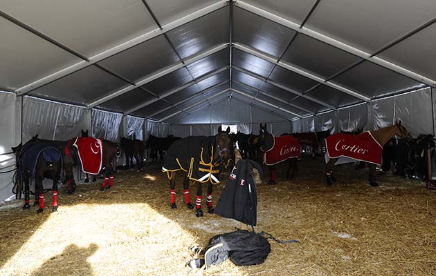 Out of the cold: ponies wait patiently on the lines