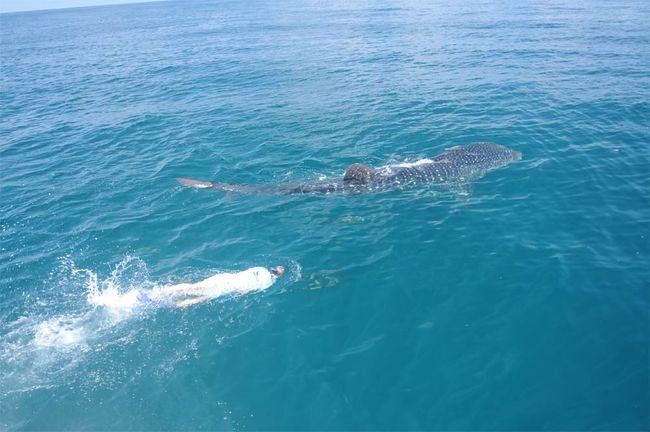 Image Gallery: Mysterious Lives of Whale Sharks | Live Science