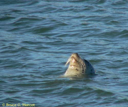 Harbor seal