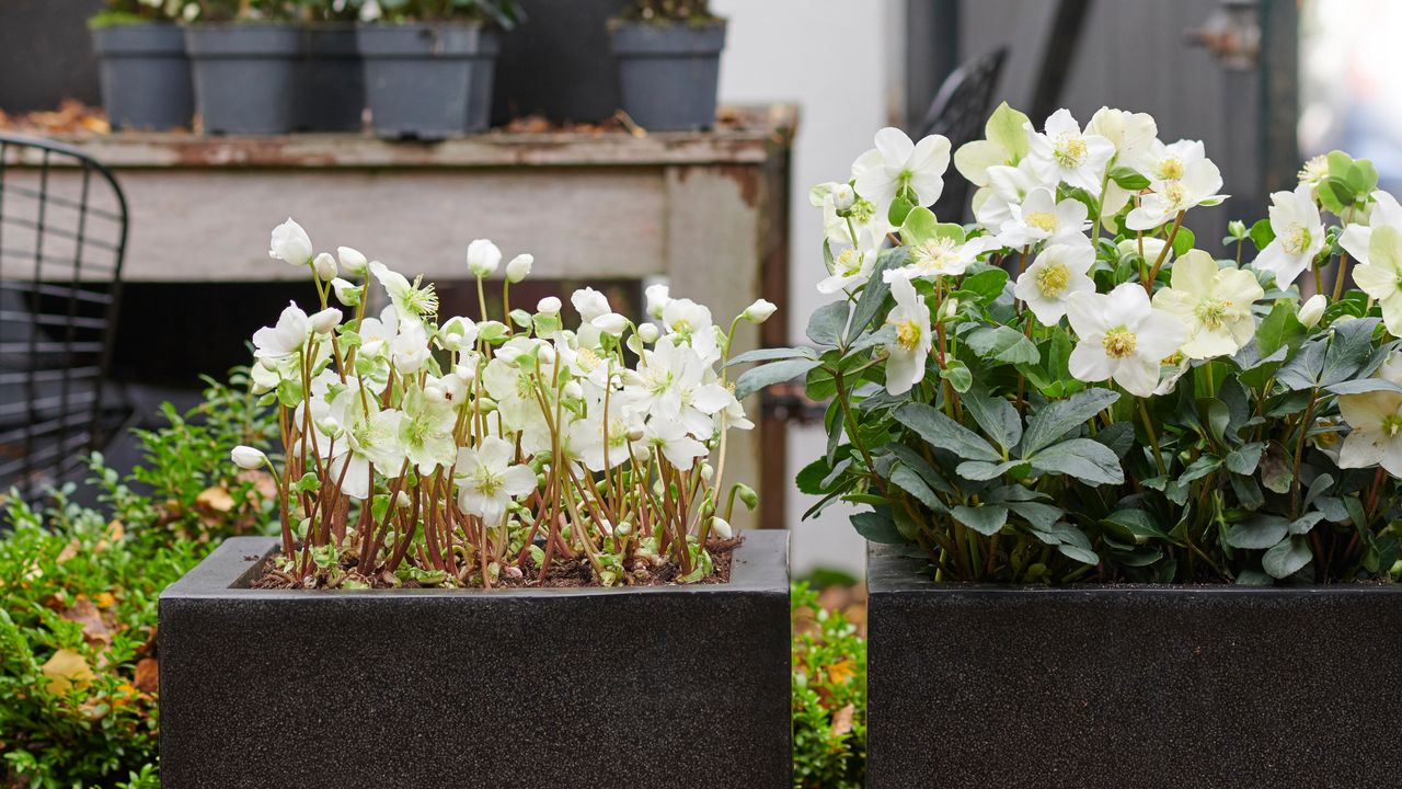 best plants for winter colour showing hellebores