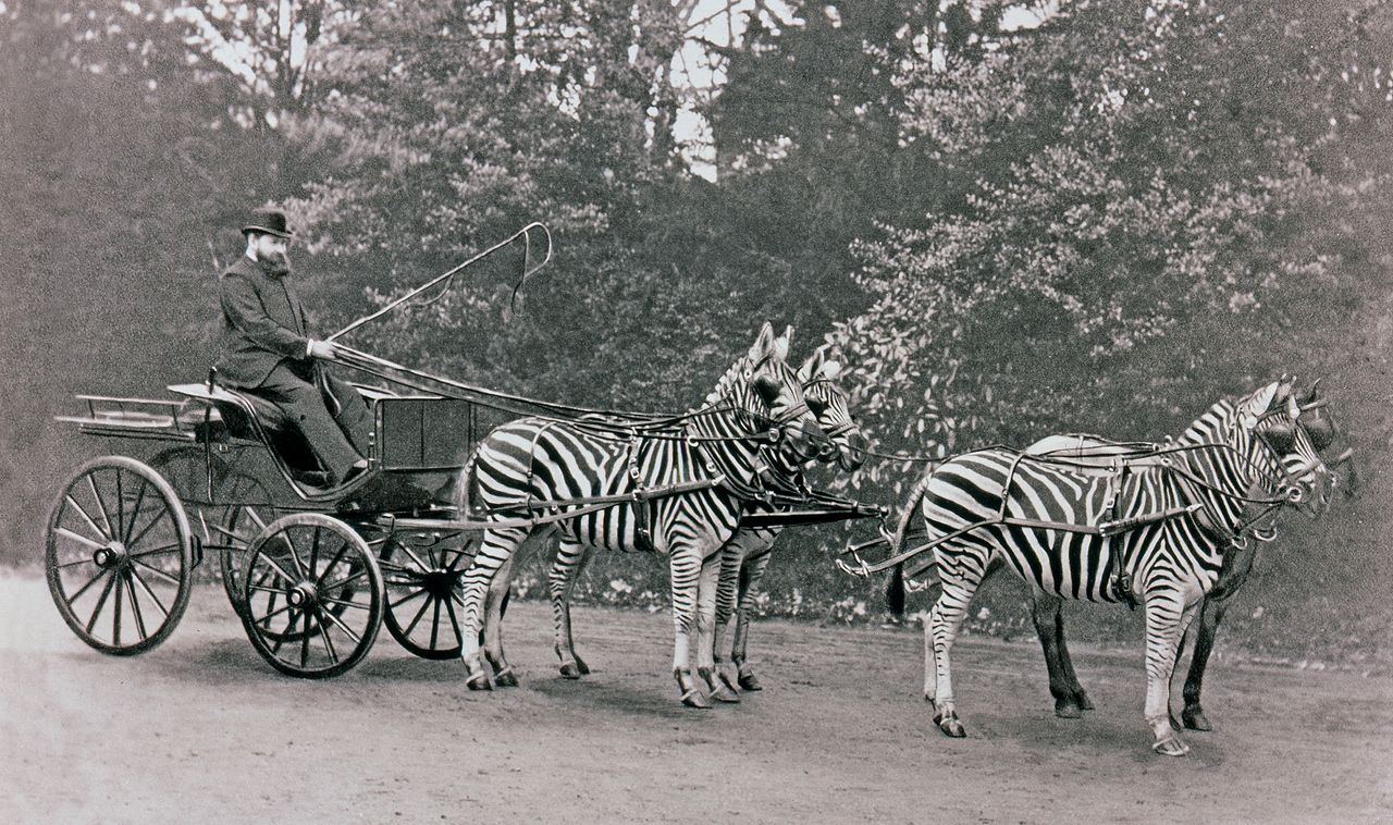 Horsepower with go-faster stripes: Lord Lionel Walter Rothschild (1868-1937) pictured with his zebra-drawn carriage.