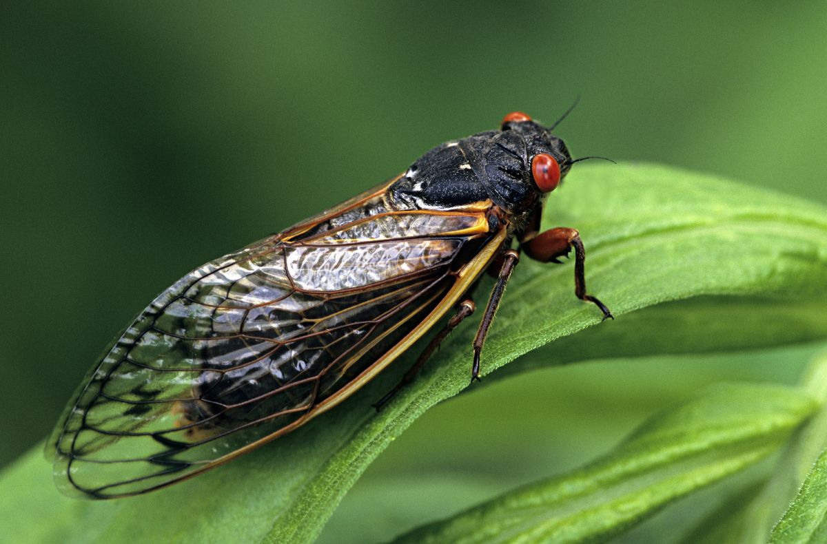 Periodical Cicada, Adult, Magicicada spp. Requires 17 years to complete development. Nymph splits its skin, and transforms into an adult. Feeds on sap of tree roots. Northern Illinois Brood. This brood is the largest emergence of cicadas anywhere.