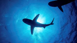 silhouette of two oceanic whitetip sharks swimming with sunlight coming through blue water