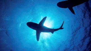 Two EXTREMELY rare megamouth sharks captured on video off the coast of San  Diego by fishermen