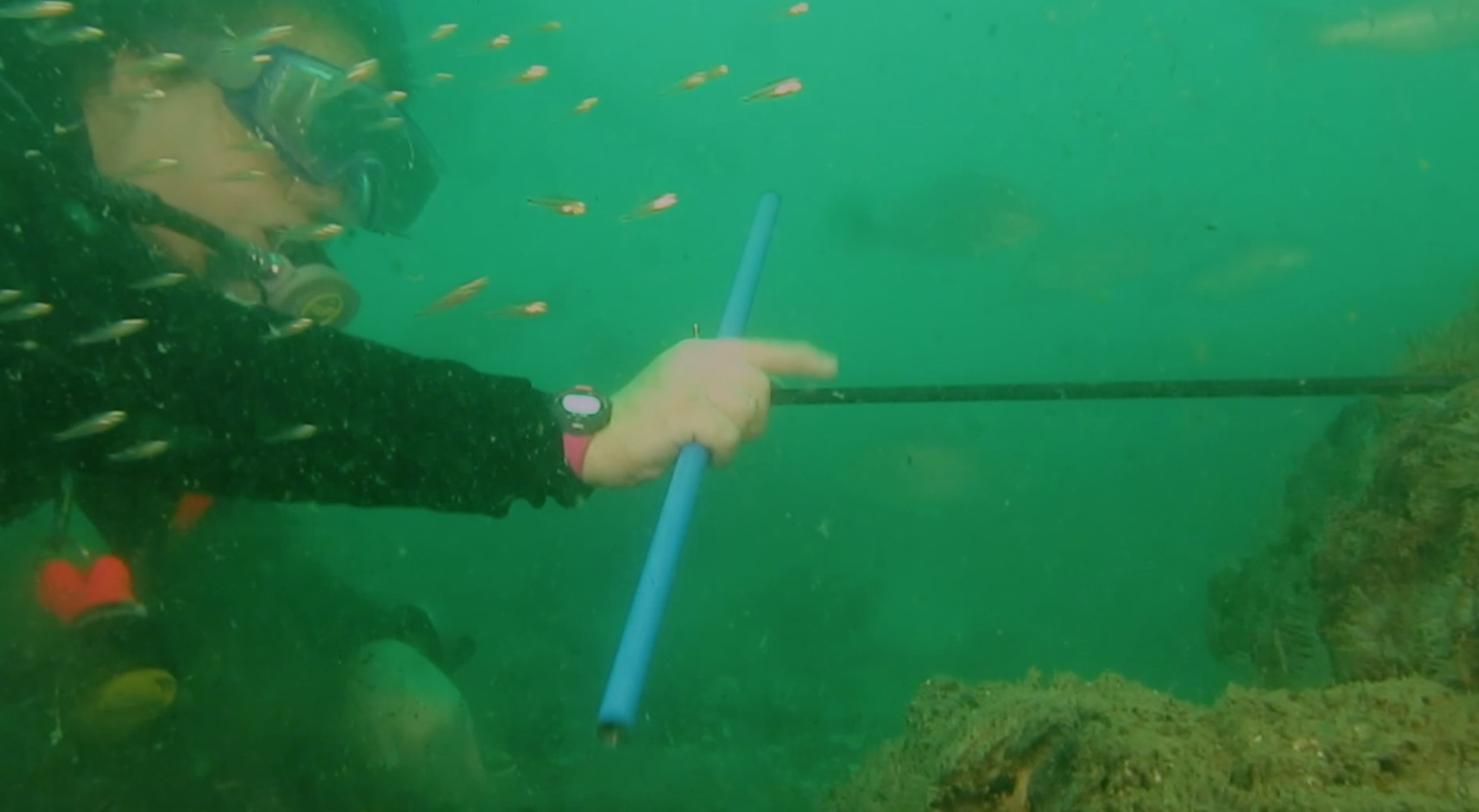 Primeval Underwater Forest