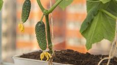 Cucumbers growing on a plant in a planter on an urban balcony