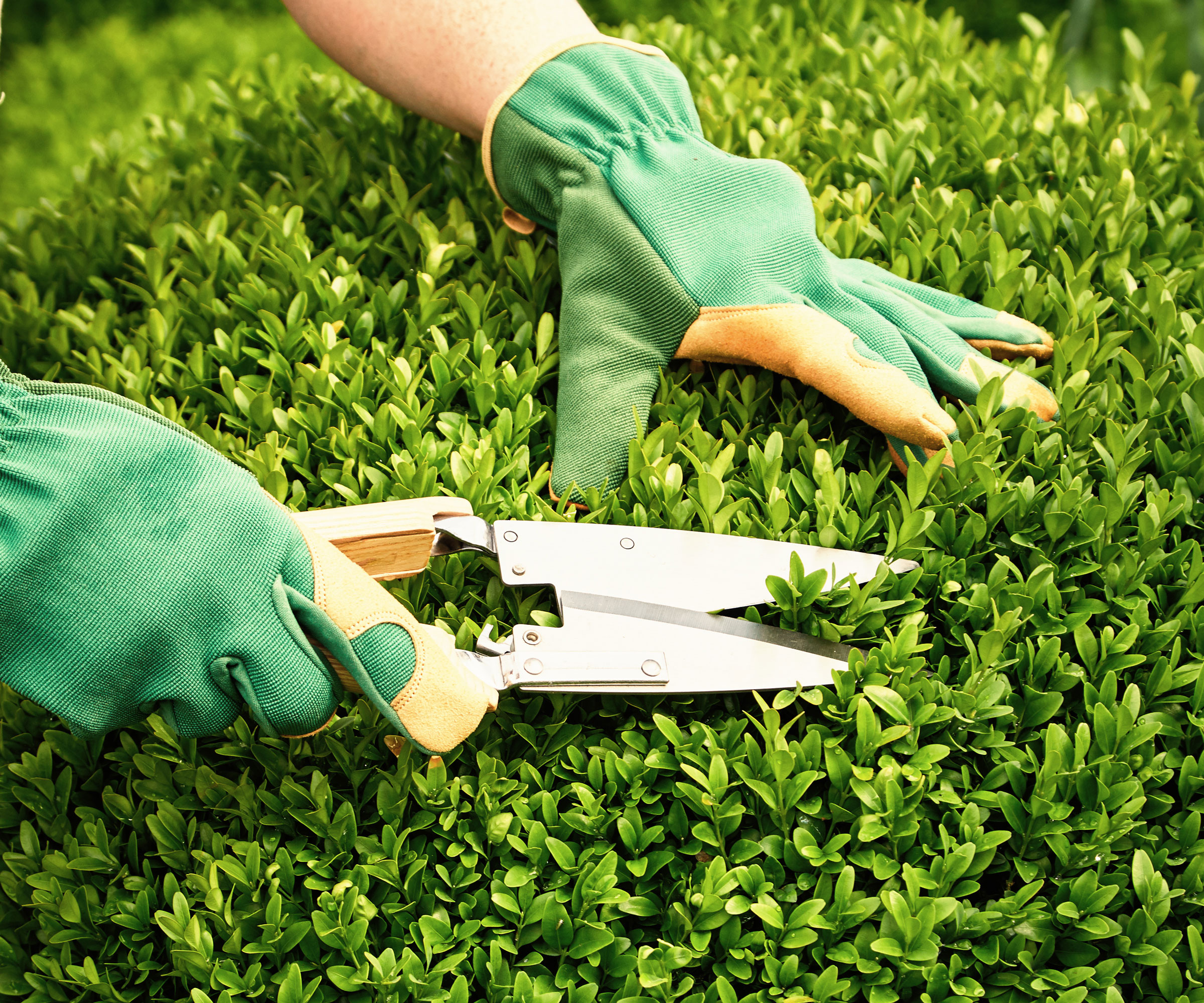 pruning evergreen box shrub with green gloves