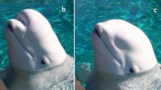 composite image showing beluga whale with a changed head shape