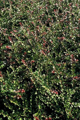 shrubby honeysuckle hedge