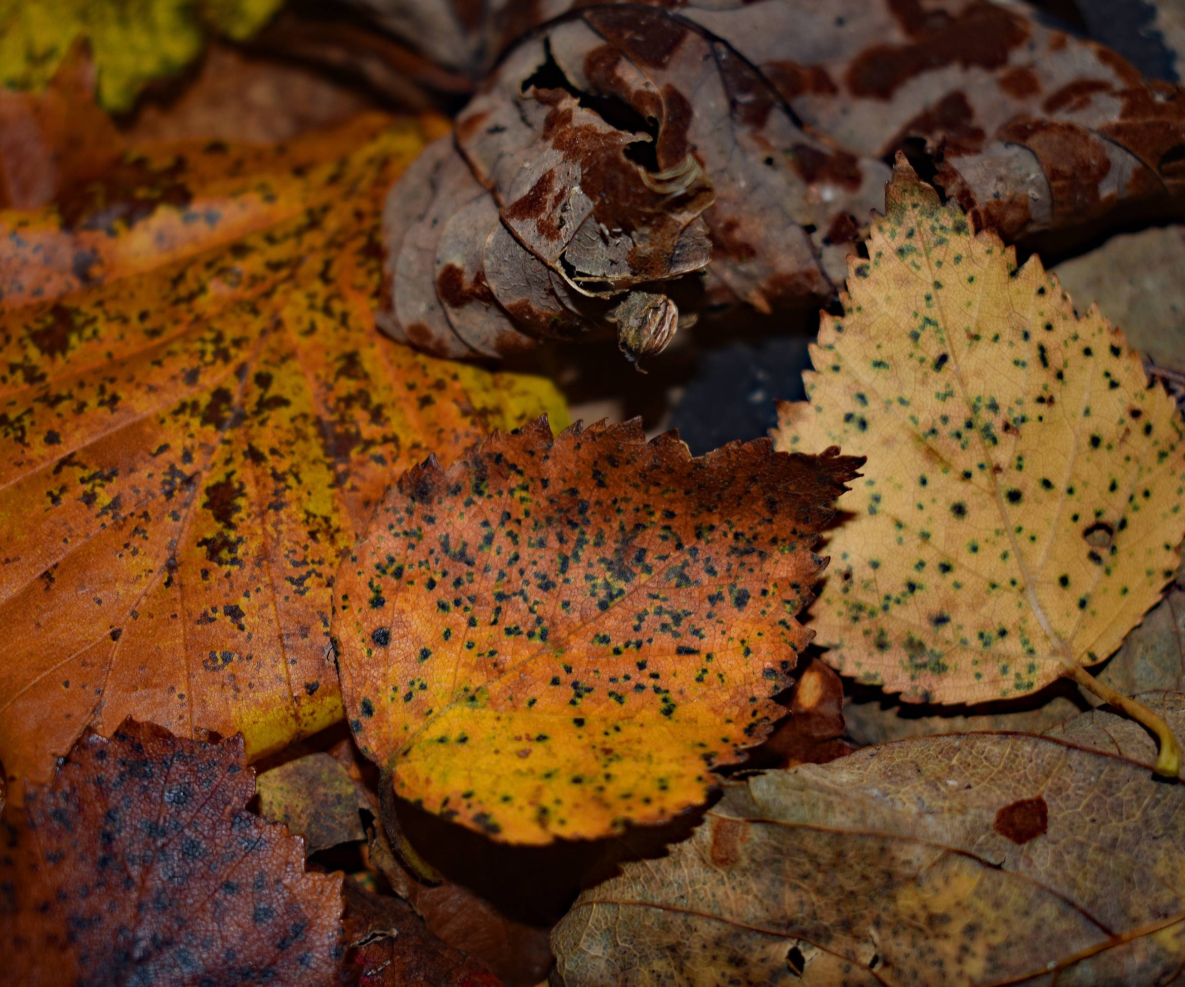 Mold growing on fallen autumn leaves