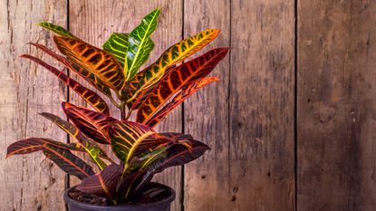 Croton in pot against wooden panelling