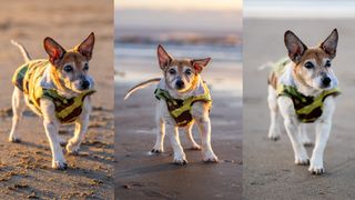 a Jack Russell on a beach