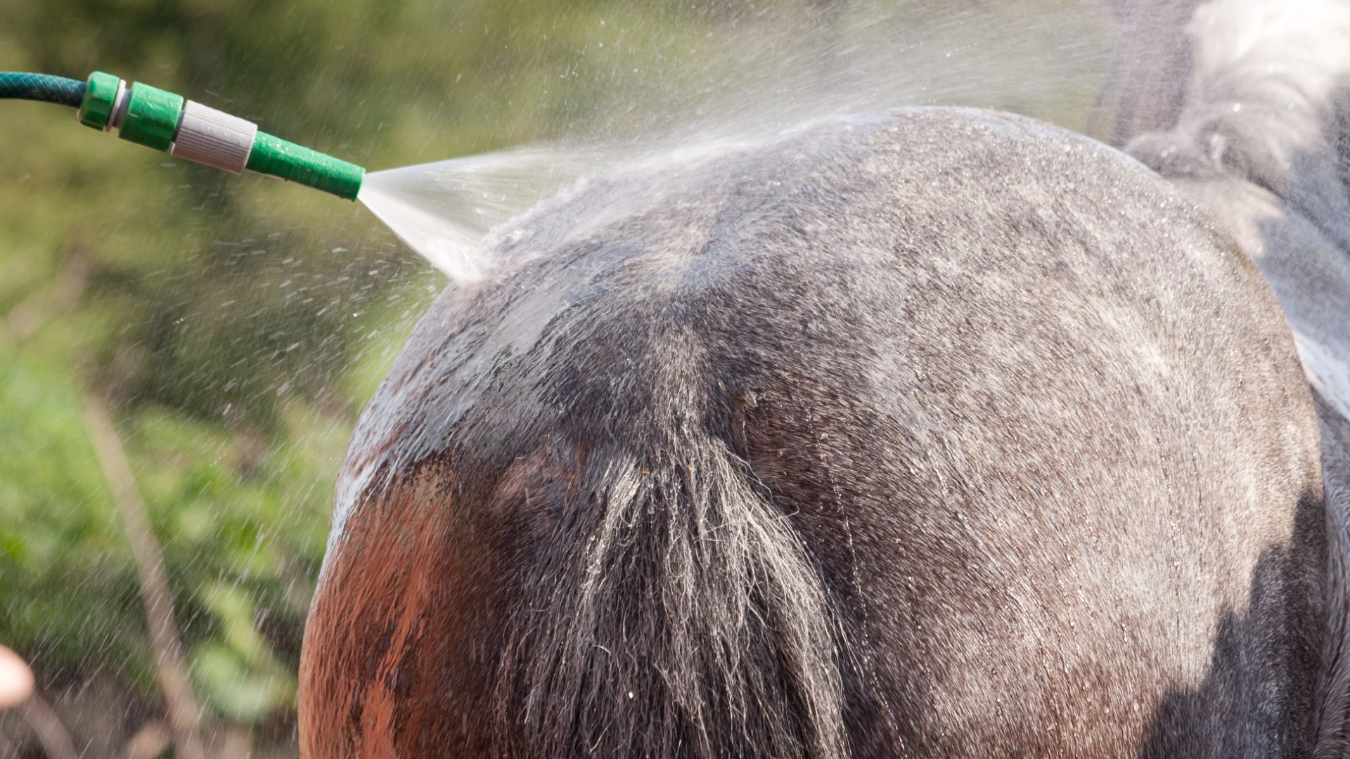 iron gray horse from behind being hosed down