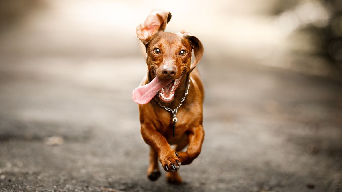 Dog running happily