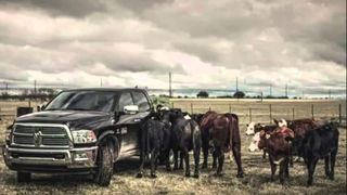 Cattle stand around a Ram truck in a field
