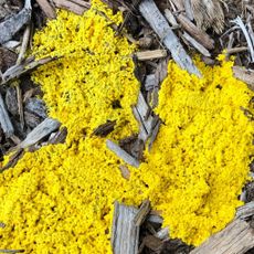 Slime Mold Fungus on Mulch