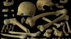 A close up of a series of skulls and bones against a dark background