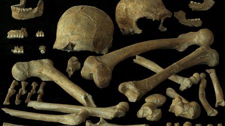 A close up of a series of skulls and bones against a dark background