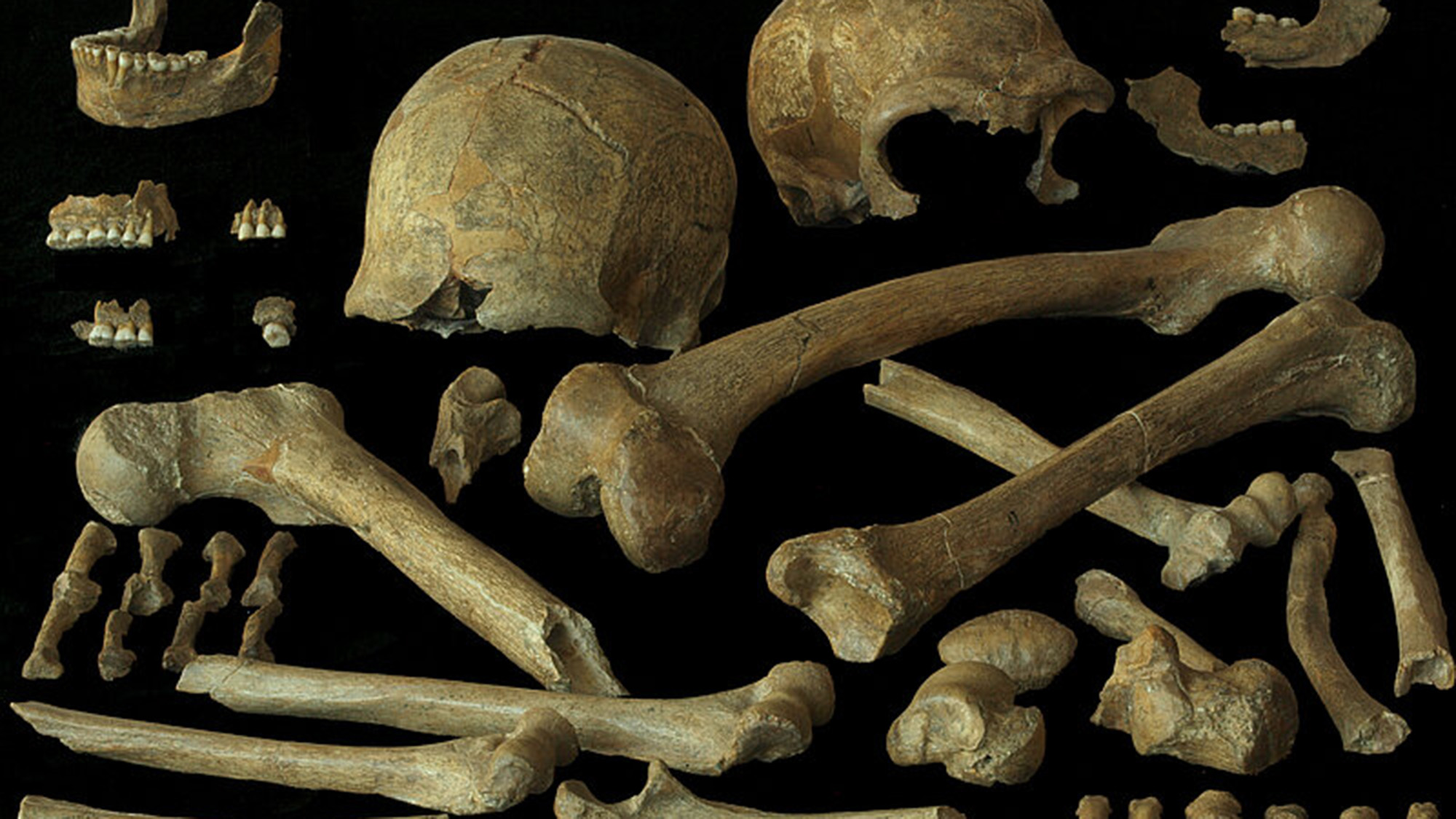A close up of a series of skulls and bones against a dark background