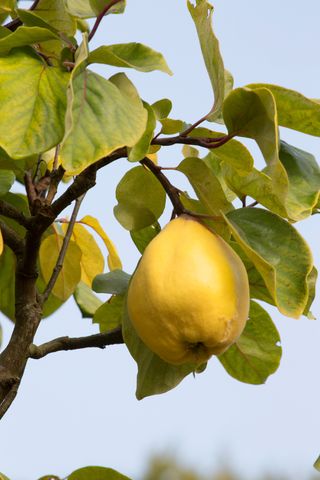 Close up of quince on tree