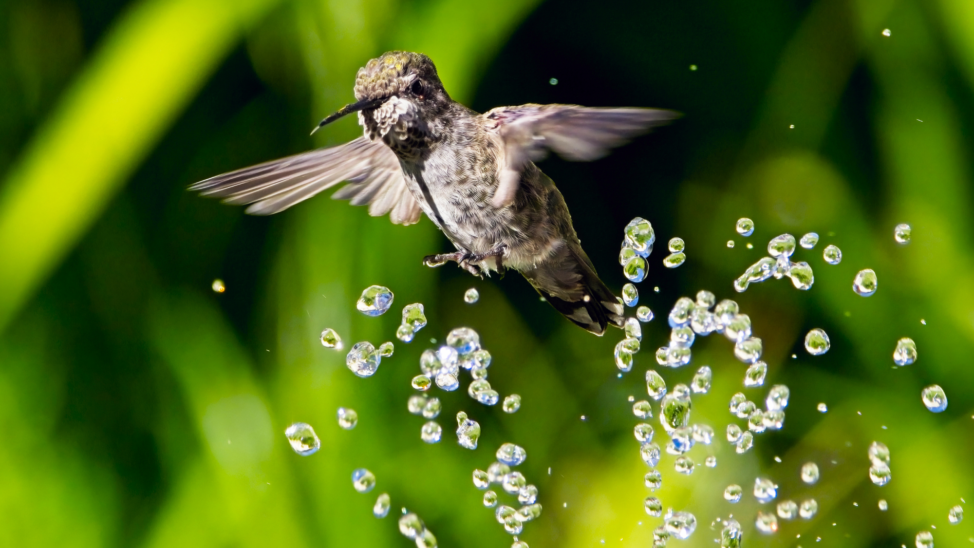 Female Anna's hummingbird playing and drinking in the water fountain in birdbath
