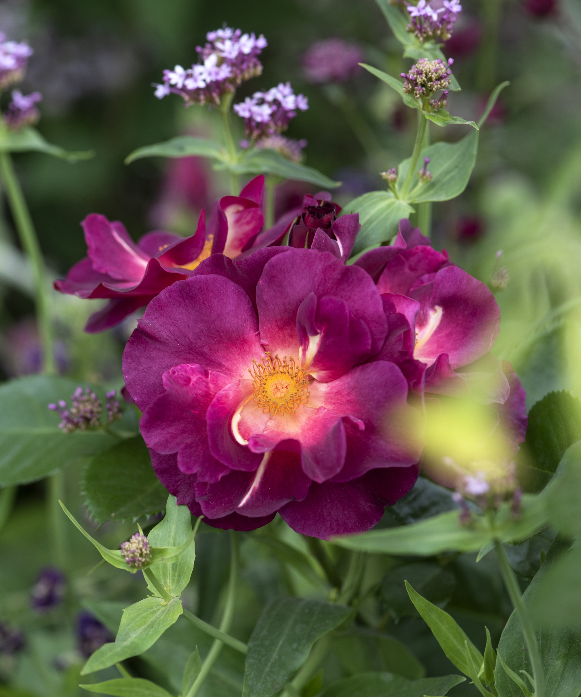 Rosa 'Tuscany Superb' in the Jo Thompson Glasshouse Garden at RHS Chelsea 2025