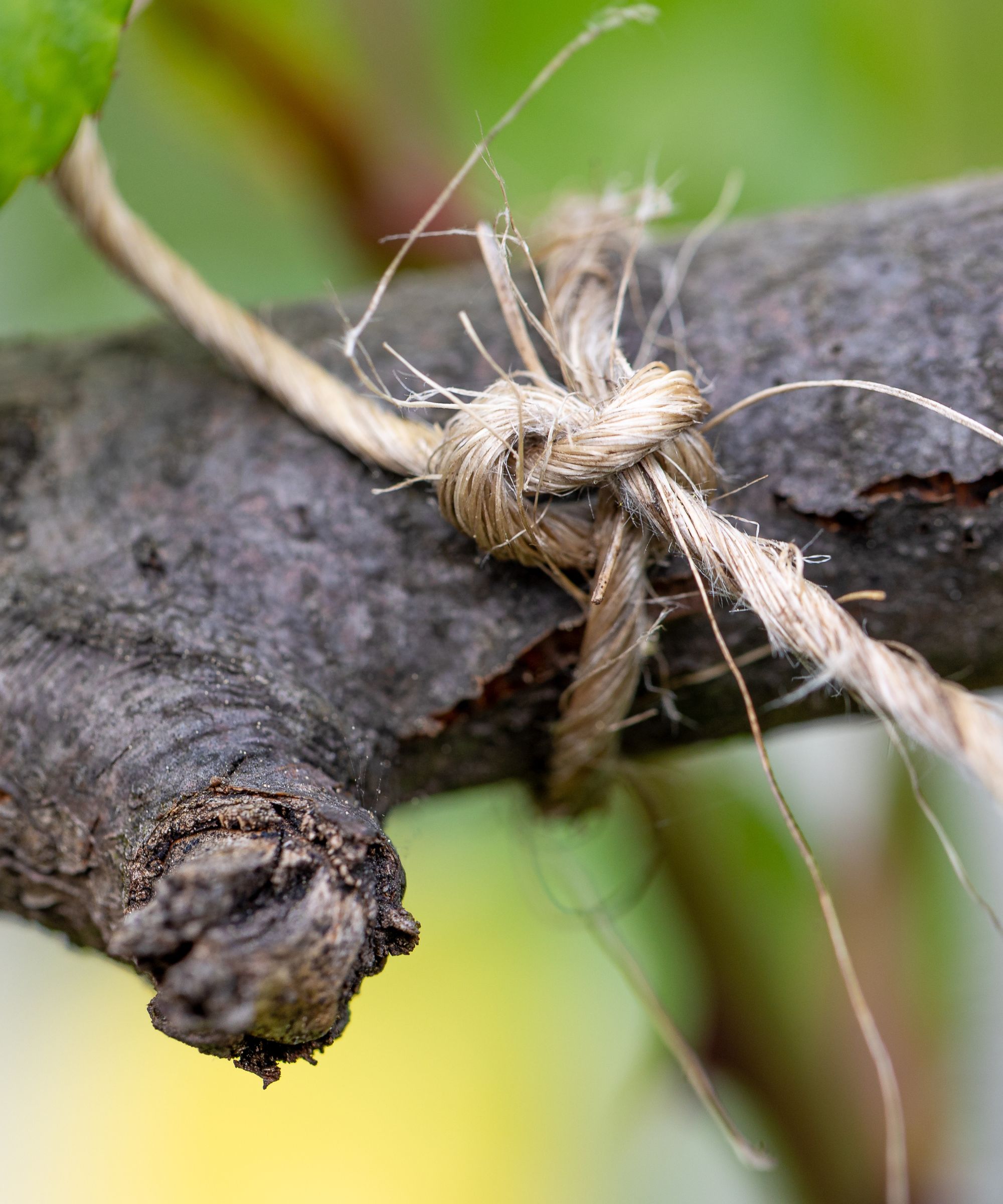 Jute twine on branch