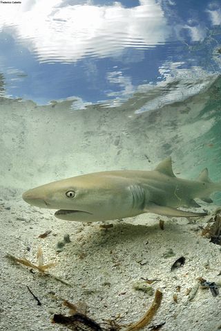A lemon shark