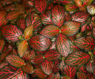 Red fittonia