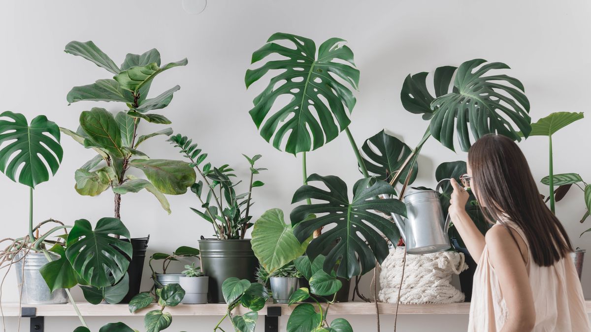 How to spring clean your indoor plants tips from an expert