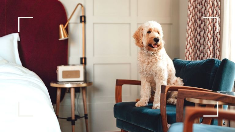 dog friendly hotel room with cute golden doodle looking out the window while sitting on chair