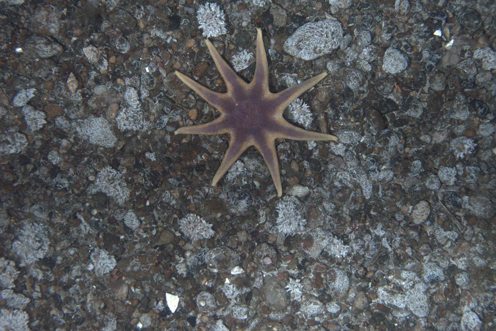 habcam, ocean habitat, marine life images