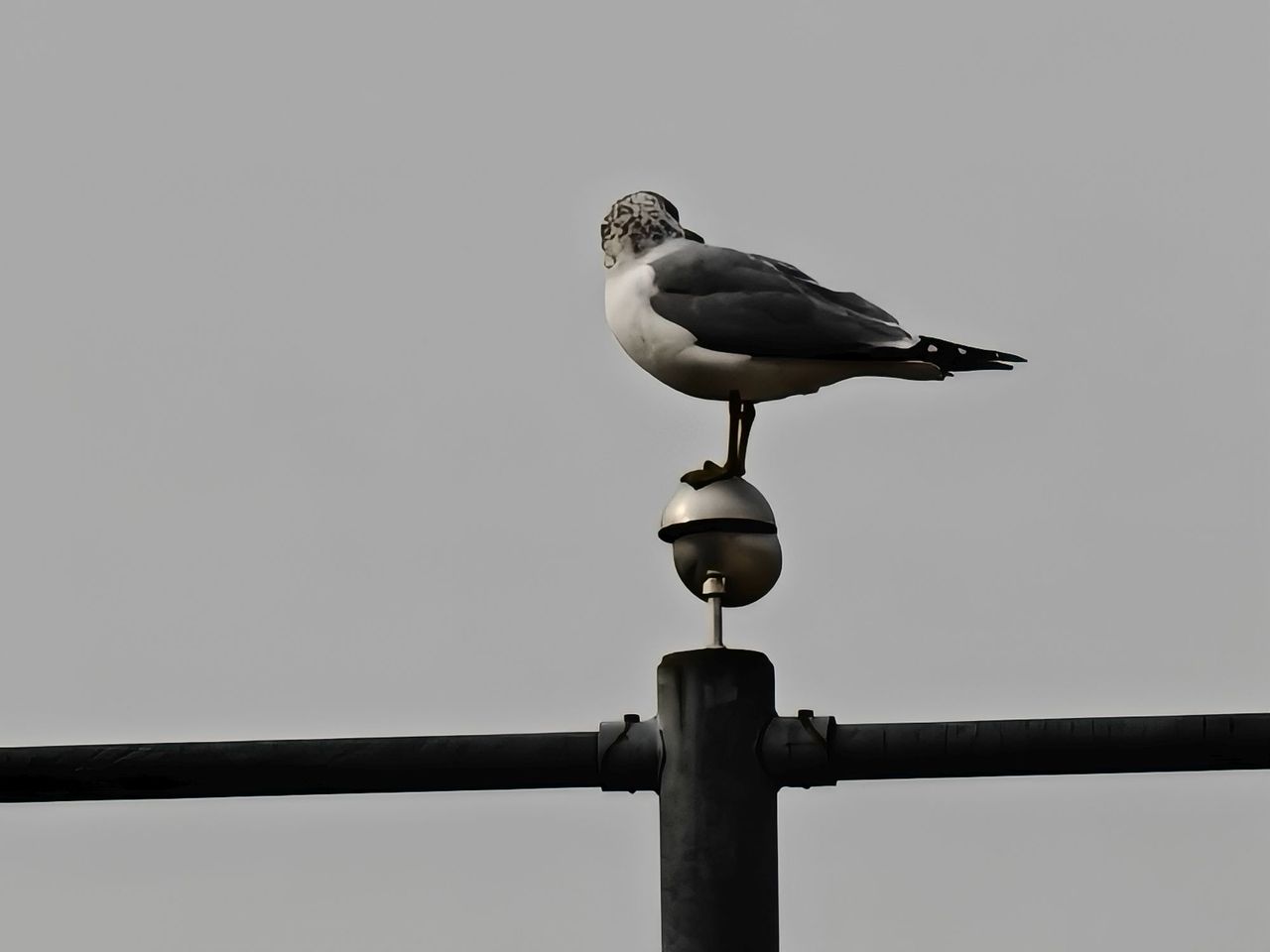 OnePlus 13 zoom sample.