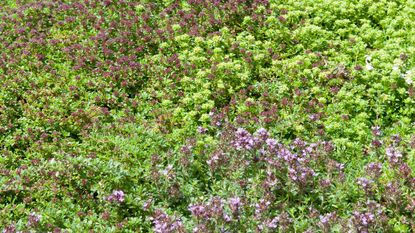 ground-cover thyme growing as a lawn