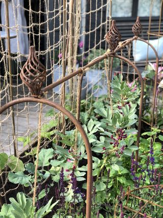 Elegance Pea and Bean Hoops by Agriframes in a vegetable garden