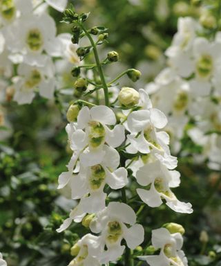 Angelonia angustifolia Archangel White