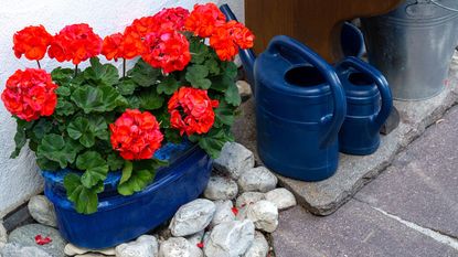 The area around the house is decorated with red geraniums in pots and watering cans