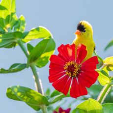 goldfinch juvenile bird sitting on red zinnia in garden