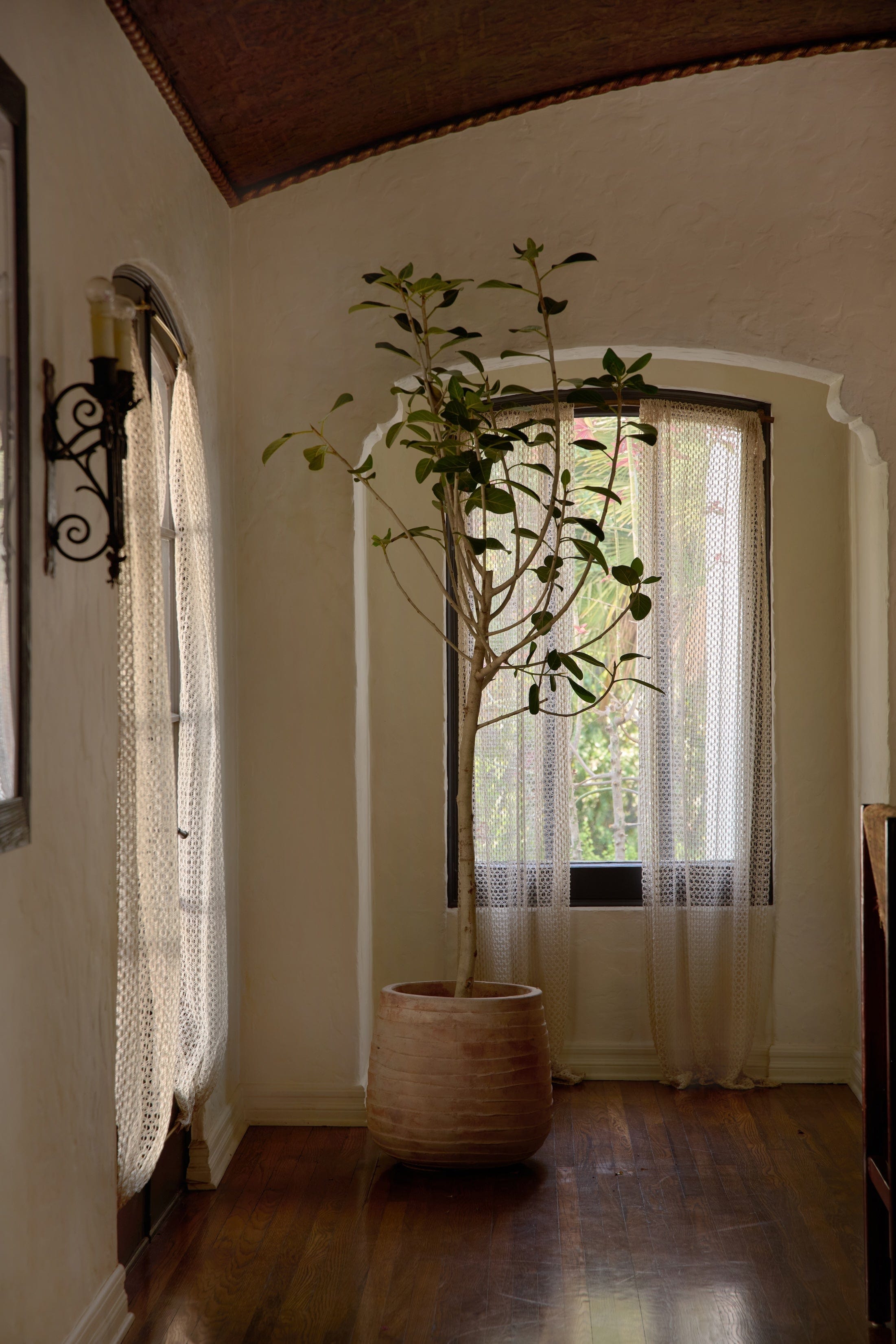 plant on dark wood in corner of white room