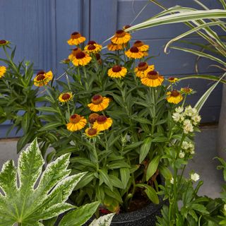 Rudbeckia turning to seed in a pot next to other plants