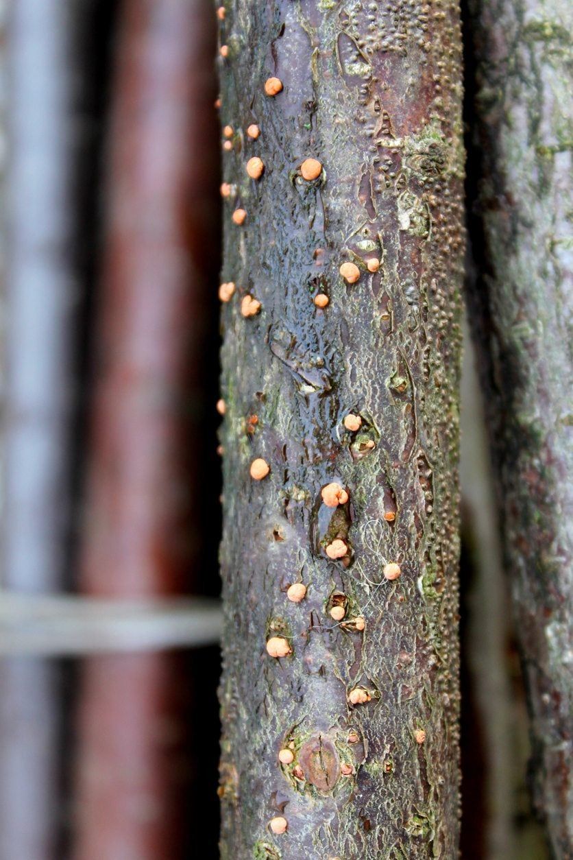 Coral Spot Fungus Growing On Tree Bark