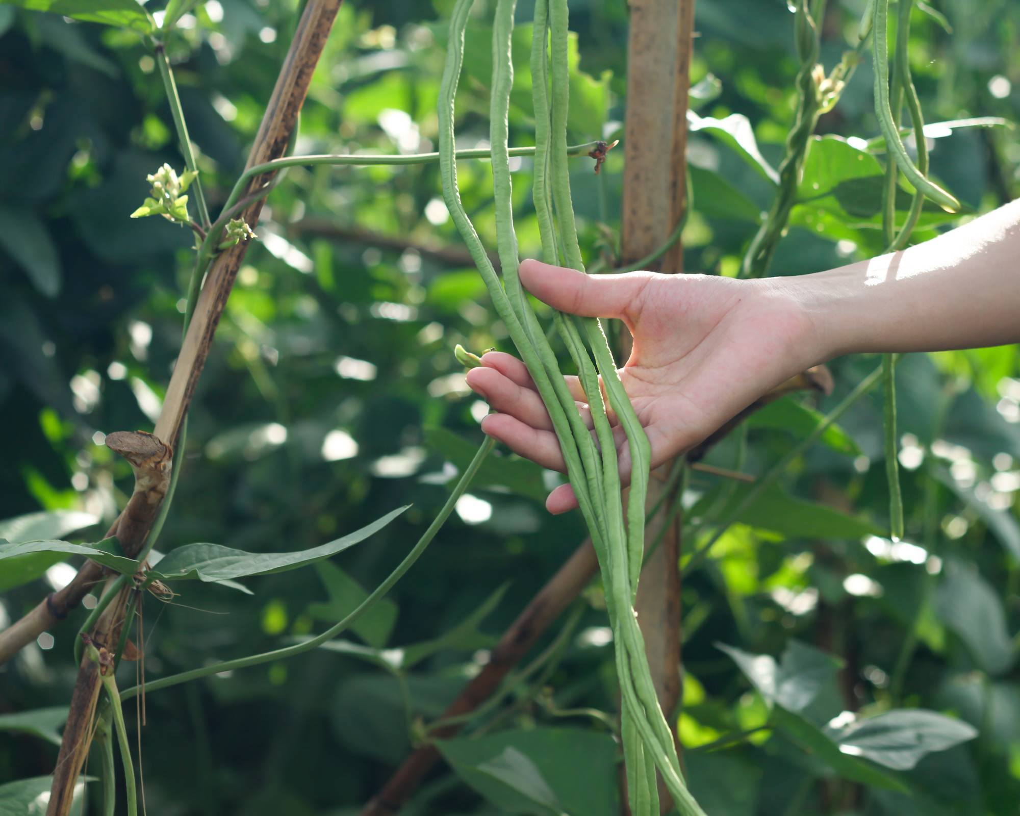 Hand holding yard long beans