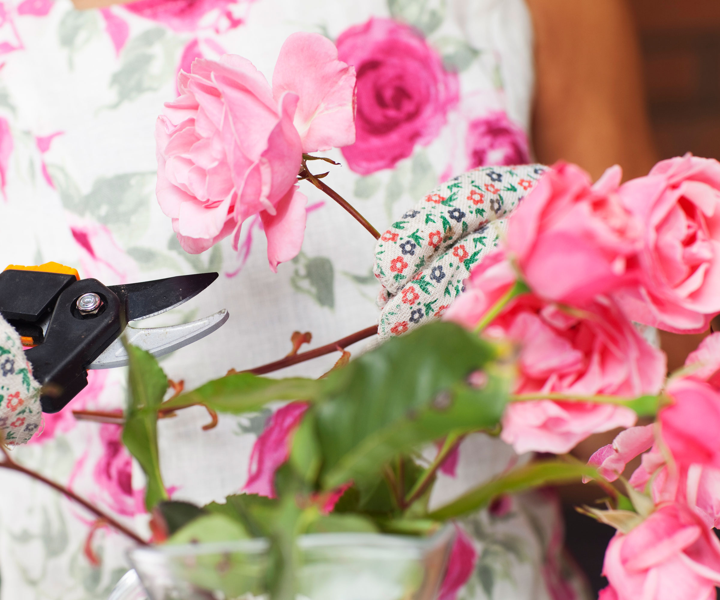 cutting flowering pink roses with pruning shears