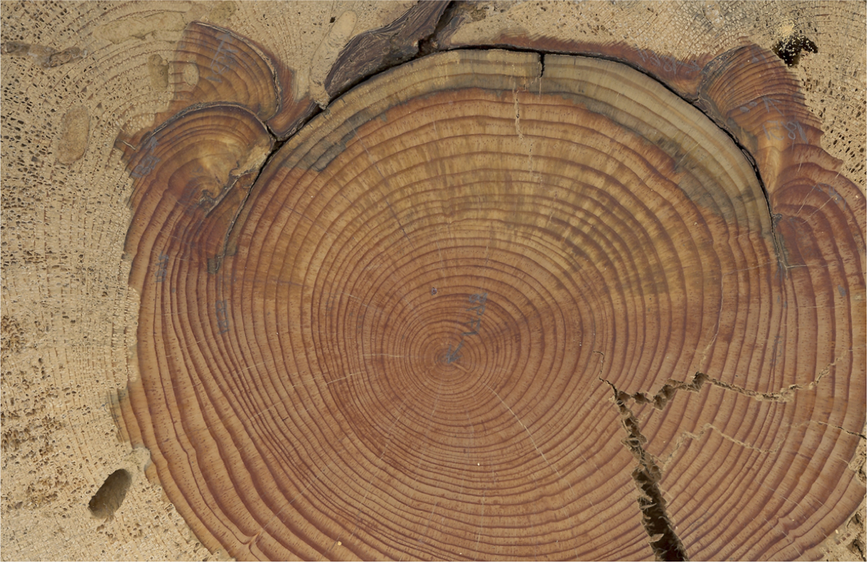 tree cross-section
