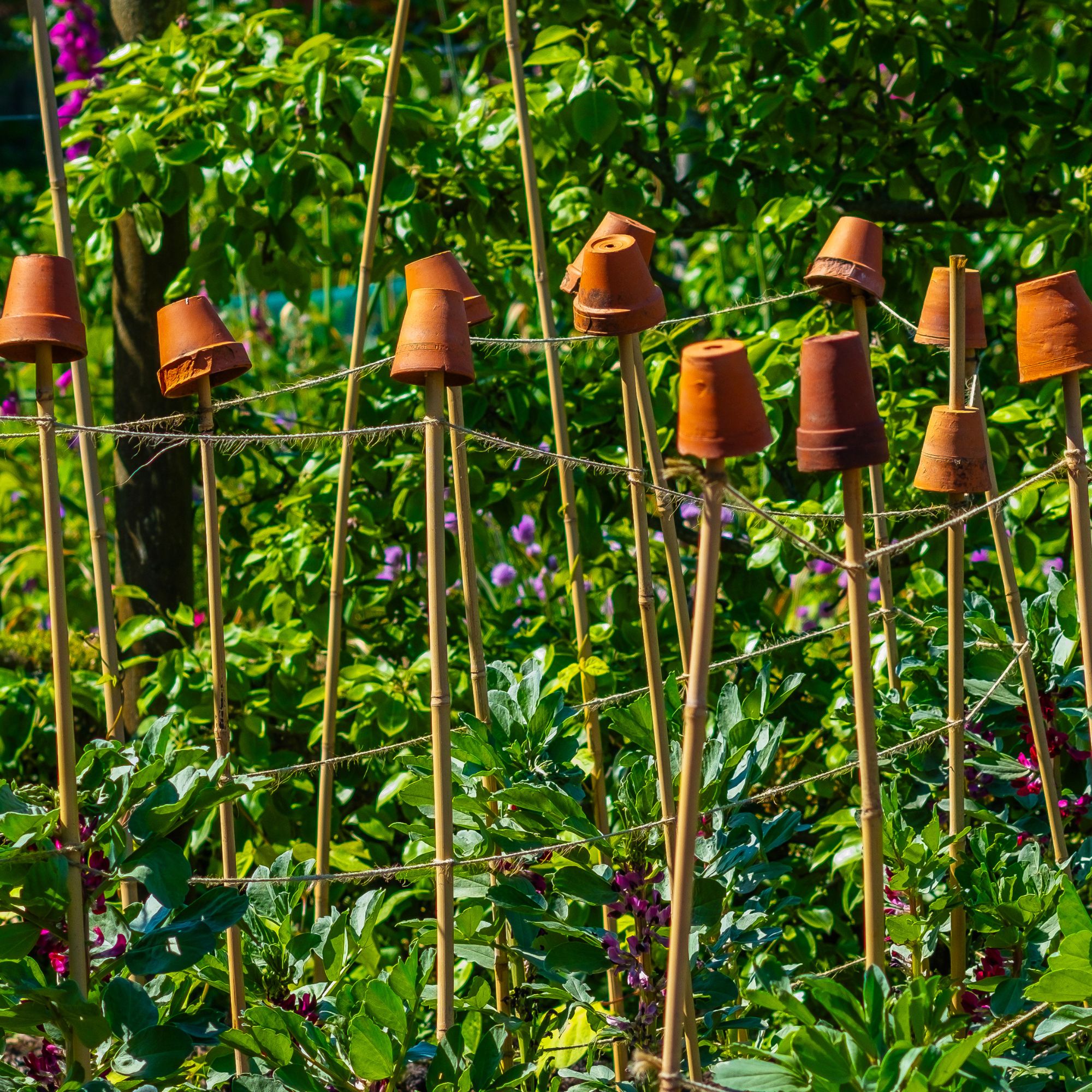 Terracotta plant pots on plant supports in garden