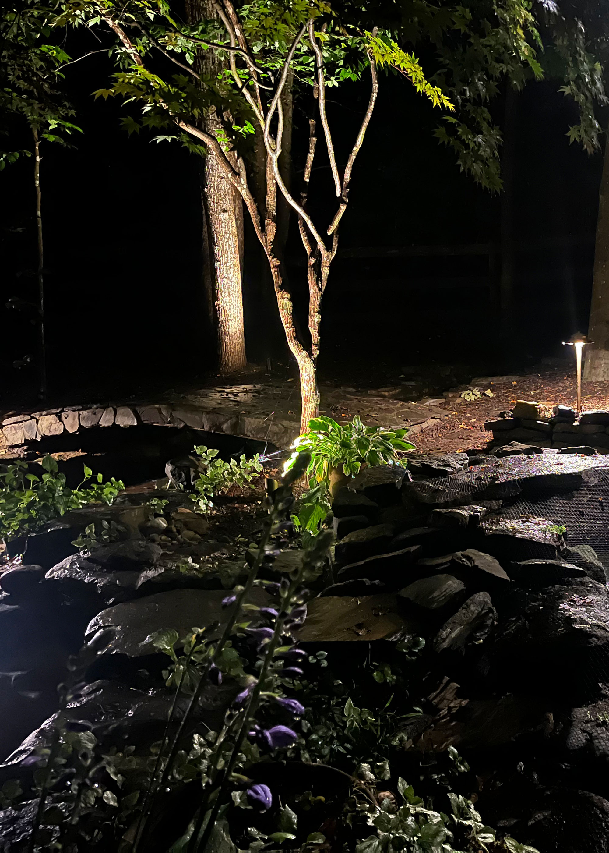 moonlighting a tree within a garden lighting scheme