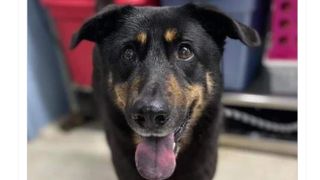Fez, the dog dumped at shelter for being 'gay'
