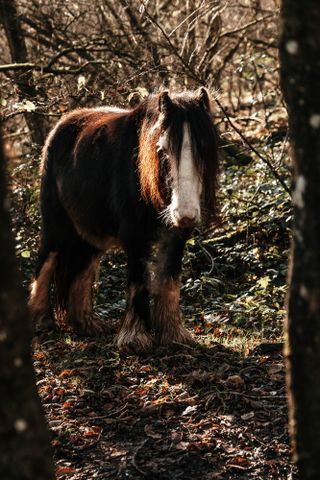 horse in the woods fall photography